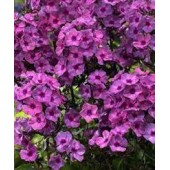 Флокс Phlox Classic Cassis